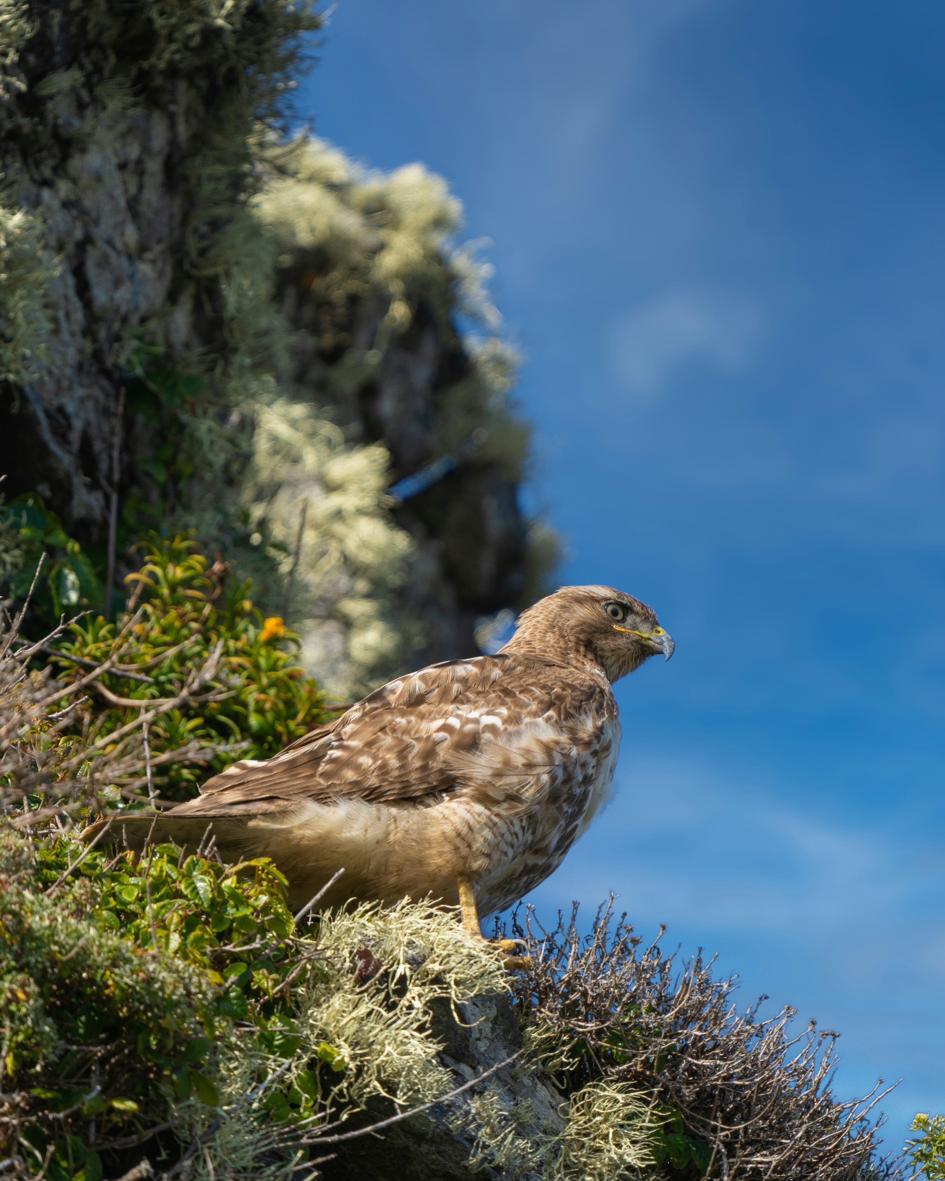 brown bird on green grass during daytime